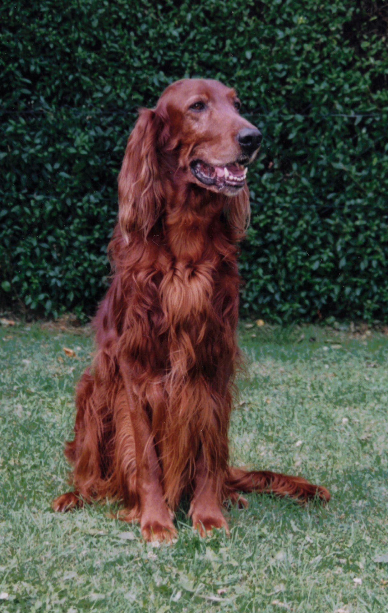 beswick red setter